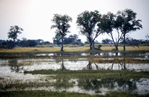 Okavango: Botswana, Okavango Delta, 2000: Scenic. Travel, wildlife