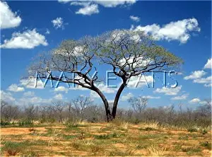 Scrubland: BOTSWANA/SHAKAWE/TREE