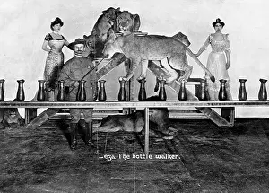 Circuses: Bottle walking lion