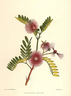 Ninian: Bottlebrush, Callistemon linearis