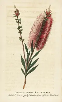 Lanceolatus: Bottlebrush flower, Callistemon lanceolatus
