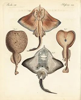 Marmorata: Bottlenose skate and electric rays