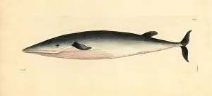 Miscellany: Bottlenose whale, Hyperoodon ampullatus