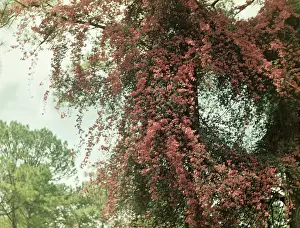Kalaw: Bougainvilla - Rangoon
