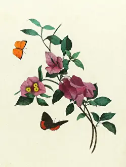 Spectabilis: BOUGAINVILLEA