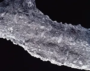 Fibre: Boulangerite
