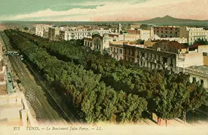 Tree Lined: Boulevard Jules Ferry - Tunis, Tunisia
