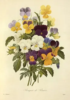 Pansies: Bouquet de Pensees