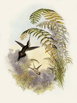 Hermit: Bourcier's Hermit, PhaEothornis Bourcieri