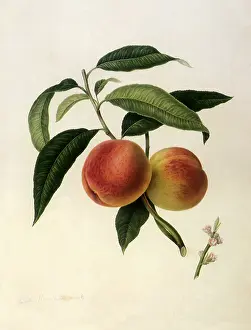 Linnaeus: Bourdine Peaches