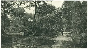 Woldsea: Bourne Woods, Lincolnshire
