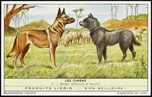 Flandres: BOUVIER & GERMAN SHEP