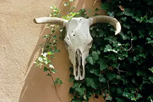 Taos: Bovine Skull Hanging on Adobe Wall Beside Climbing