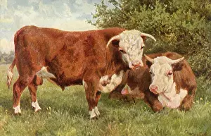 Bovines: Two Bovines in Pasture