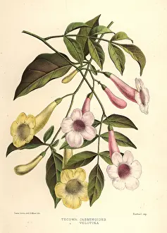 Ninian: Bower of beauty, Pandorea jasminoides, and