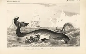 Balaena: Bowhead whale, Balaena mysticetus