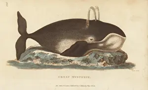 G. Kearsley: Bowhead whale, Balaena mysticetus