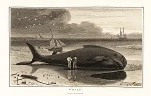 Zoography: Bowhead whale, Balaena mysticetus, beached on the shore