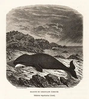 Le Monde De La Mer: Bowhead whale beached on a rocky shore