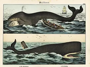 Gotthilf: Bowhead whale and cachelot