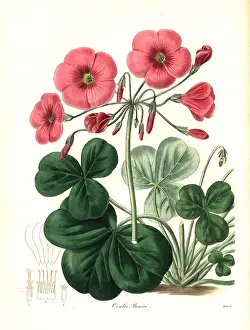 Oxalis: Bowie's oxalis, Oxalis bowiei