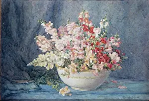 Harms: Bowl of Snapdragons