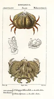 Furrowed: Box crab and Aethra crab
