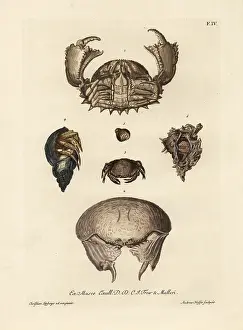 Auserlesenes: Box crabs, floral egg crab and hermit crabs