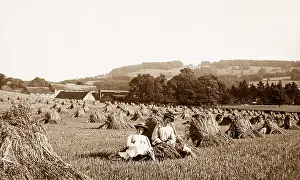 Haymaking: Box Hill, Dorking