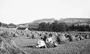Haymaking: Box Hill Dorking haymaking Victorian period