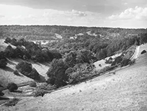 Flourishing: BOX HILL, SURREY