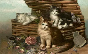 Stare: Box of Kittens