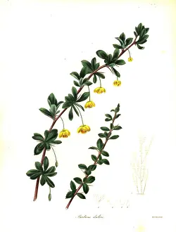 Dulcis: Box-leaved barberry, Berberis microphylla