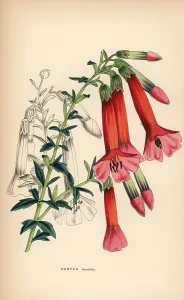 Incas: Box-leaved cantua or magic flower of the Incas