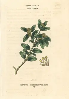 Duppa: Box tree, Buxus sempervirens