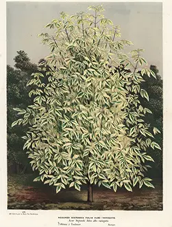Acer: Boxelder maple, Acer negundo