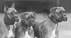 Imported: Boxer - 3 Heads - 1937