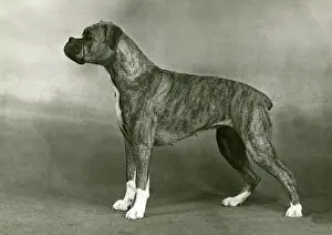 Brindle: BOXER/BOBBY SOX/1949