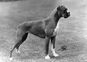 Gamble: BOXER/BREAKSTONES/1948