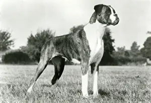 Garratt: BOXER/BRIGHT BOOTS/1973