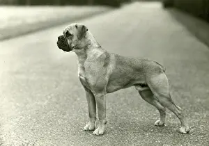 Cuckmere: BOXER/CUCKMERE KUNZLE