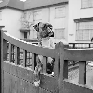 Expectant: Boxer Dog