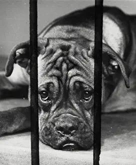 Wrinkled: Boxer dog behind bars