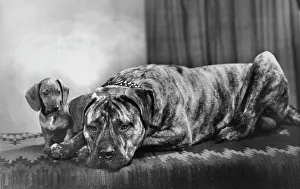 Dachshunds: Boxer dog and Dachshund