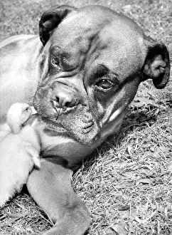 Ducks: Boxer dog and Duckling