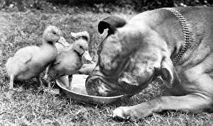 Dish: Boxer dog and ducklings