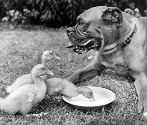 Saucer: Boxer dog and ducklings