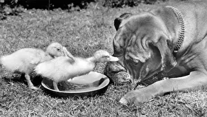 Saucer: Boxer dog and ducklings