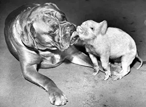 Pigs: Boxer dog and Piglet