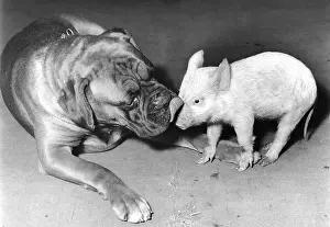 Pigs: Boxer dog and Piglet